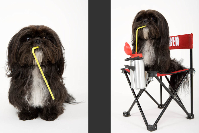 Trickschule für Hunde II