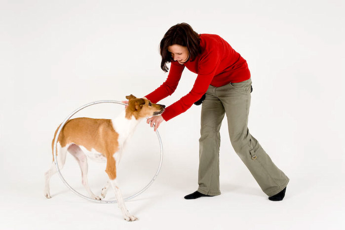 Trickschule für Hunde II