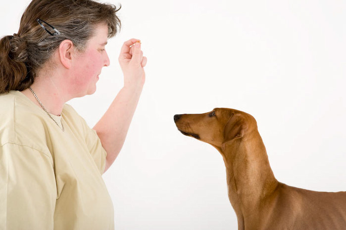 Trickschule für Hunde II