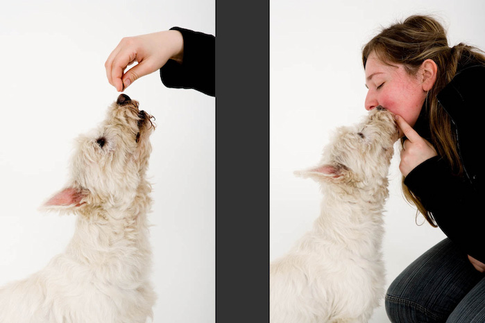 Trickschule für Hunde II
