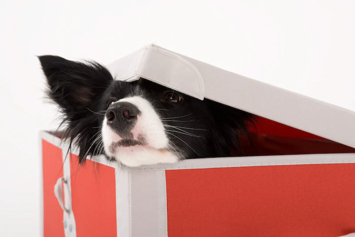 Trickschule für Hunde II