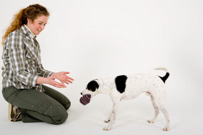 Trickschule für Hunde II