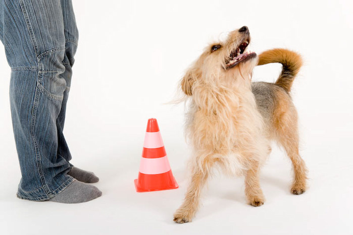 Trickschule für Hunde II