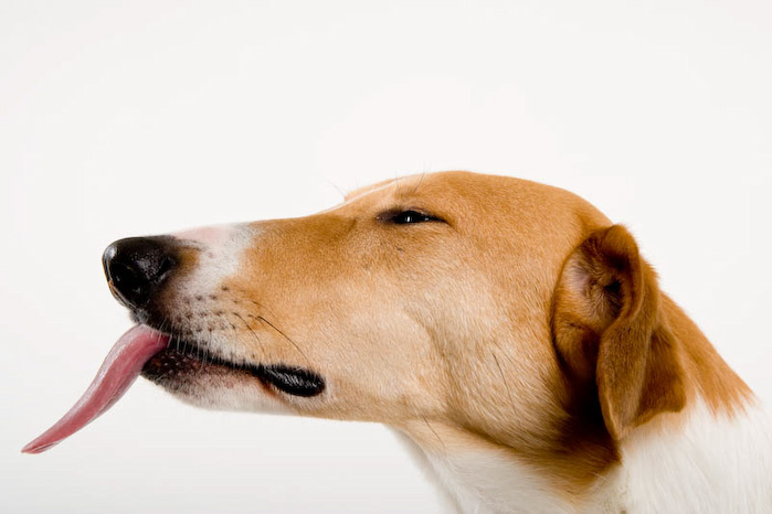Trickschule für Hunde II