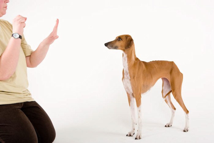 Trickschule für Hunde II