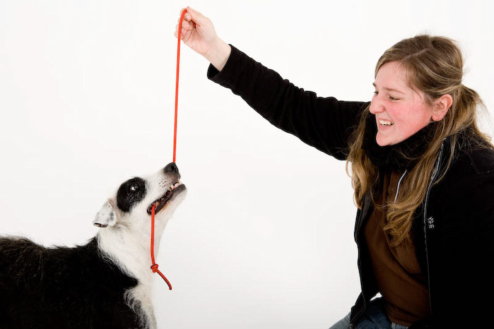 Trickschule für Hunde II