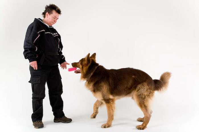 Trickschule für Hunde II