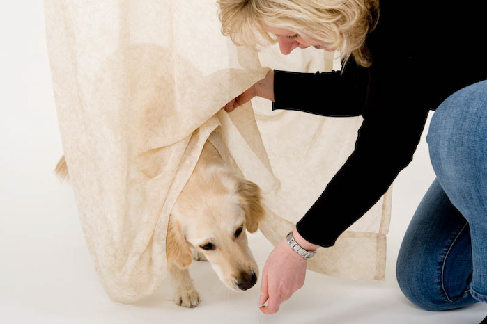 Trickschule für Hunde II