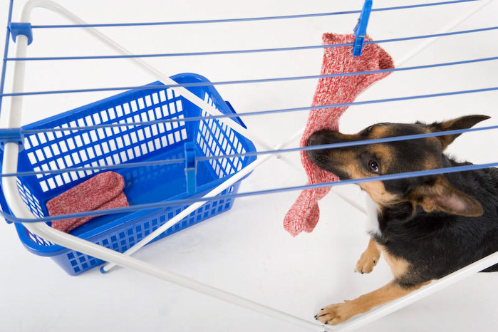 Trickschule für Hunde II