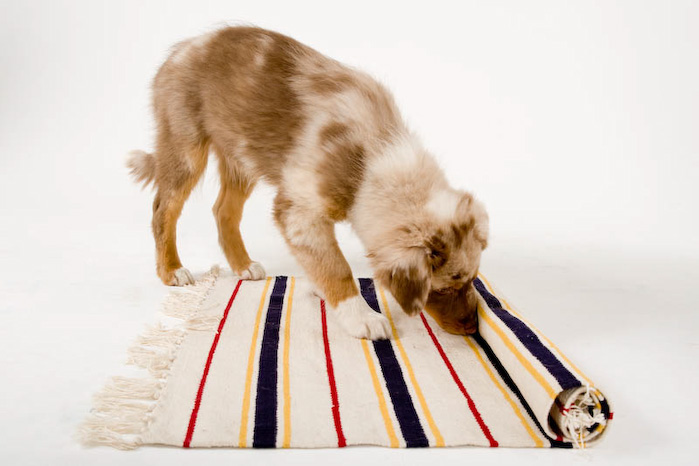 Trickschule für Hunde II