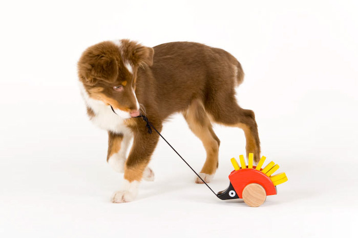 Trickschule für Hunde II