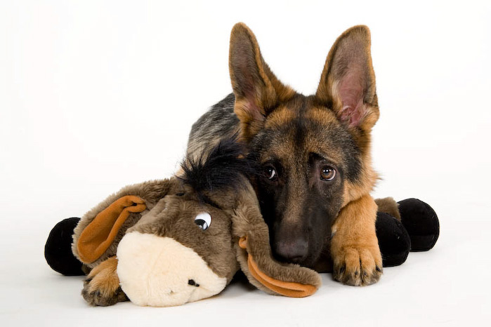 Trickschule für Hunde II