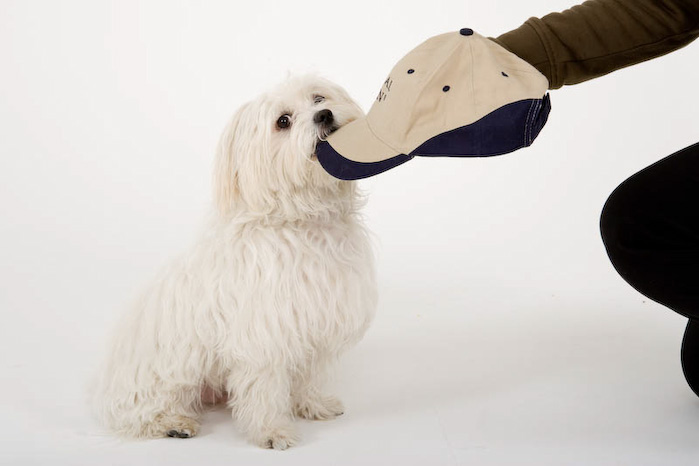 Trickschule für Hunde II