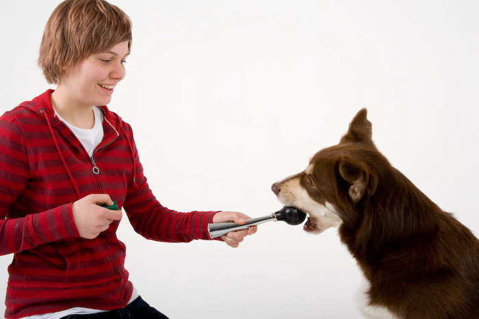 Trickschule für Hunde II