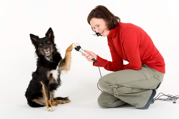 Trickschule für Hunde II