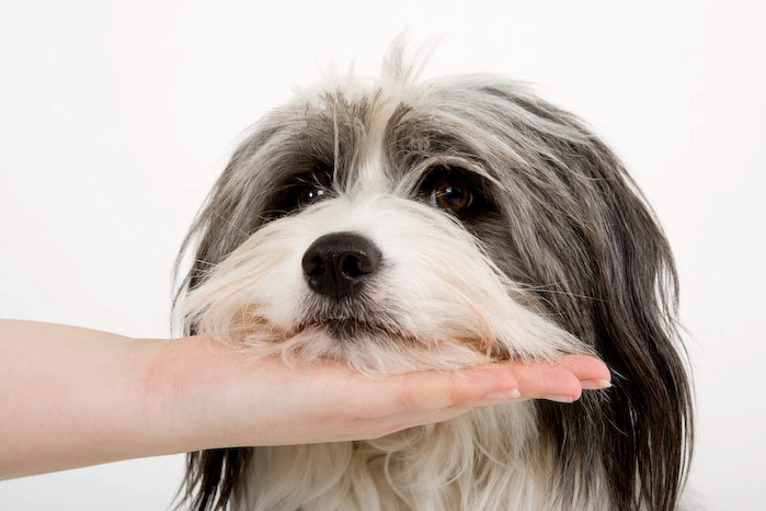Trickschule für Hunde II